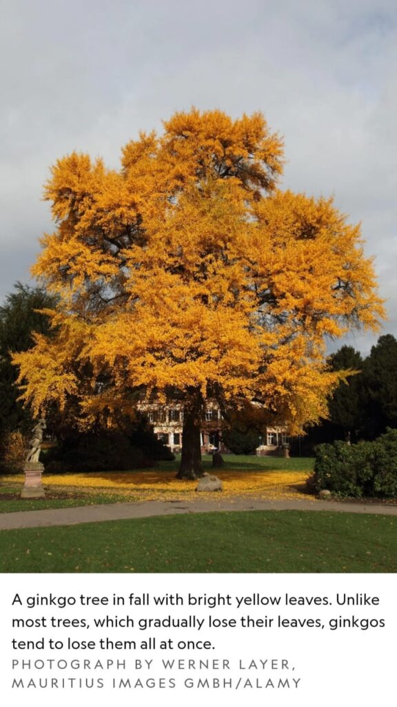 These ancient trees persisted for nearly 200 million years until they all but vanished. Now they line city streets. These ancient trees persisted for nearly 200 million years until they all but vanished. Now they line city streets.