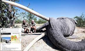 Trophy hunter kills Botswana’s biggest ‘tusker’ elephant