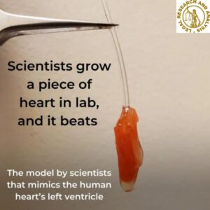 Engineers have created a mini version of the human heart, and it beats.