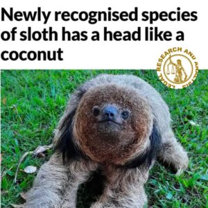 Newly recognized species of cloth have ahead like a coconut