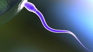 A new male contraception drug prevents sperm from swimming