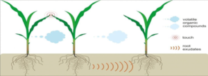 Figure showing plant -plant communication through both above and underground systems