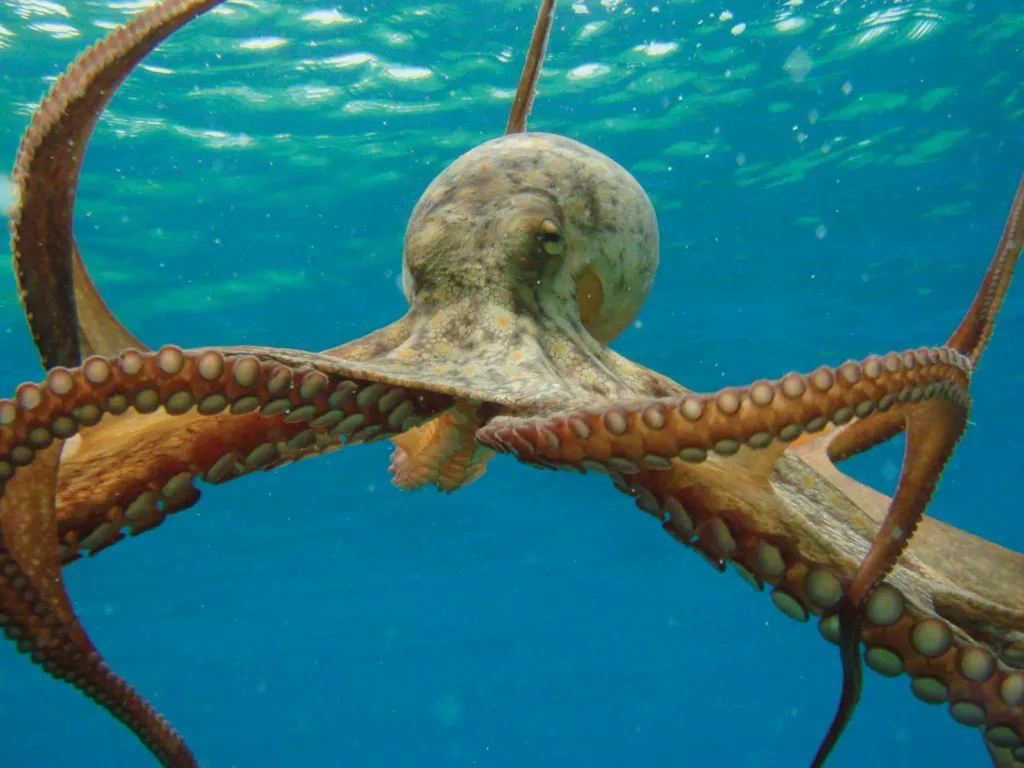 OCTOPUSES ARE EXPERTS AT MODIFYING RNA