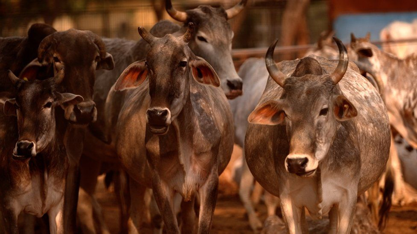 Cow Vigilantism