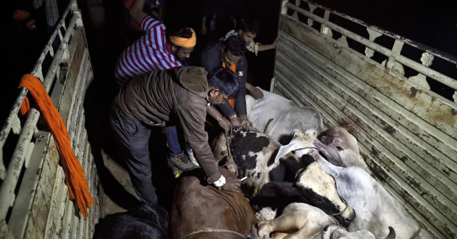 Enforcement of law on Cow Vigilantism