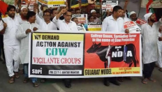 The Dark Side of Cow Vigilantism: Unveiling Human Rights Violations