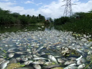 Sewage diversion into pond kills fish in Dwarka
