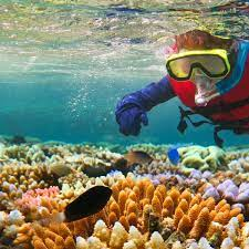 World reef awareness day 2023:The great barrier reef