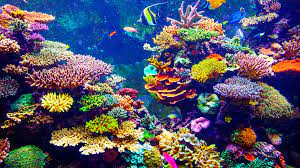 World reef awareness day 2023:The great barrier reef