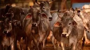 Cow Vigilantism Human Rights Violate