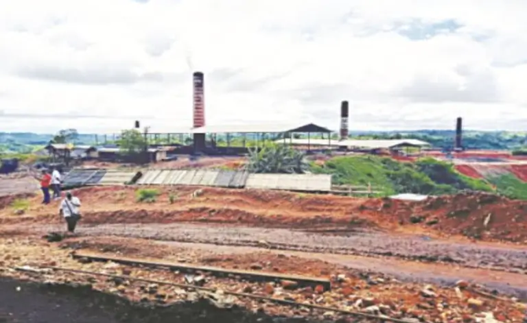 Illegal Coke Meghalaya High Court - Image 1