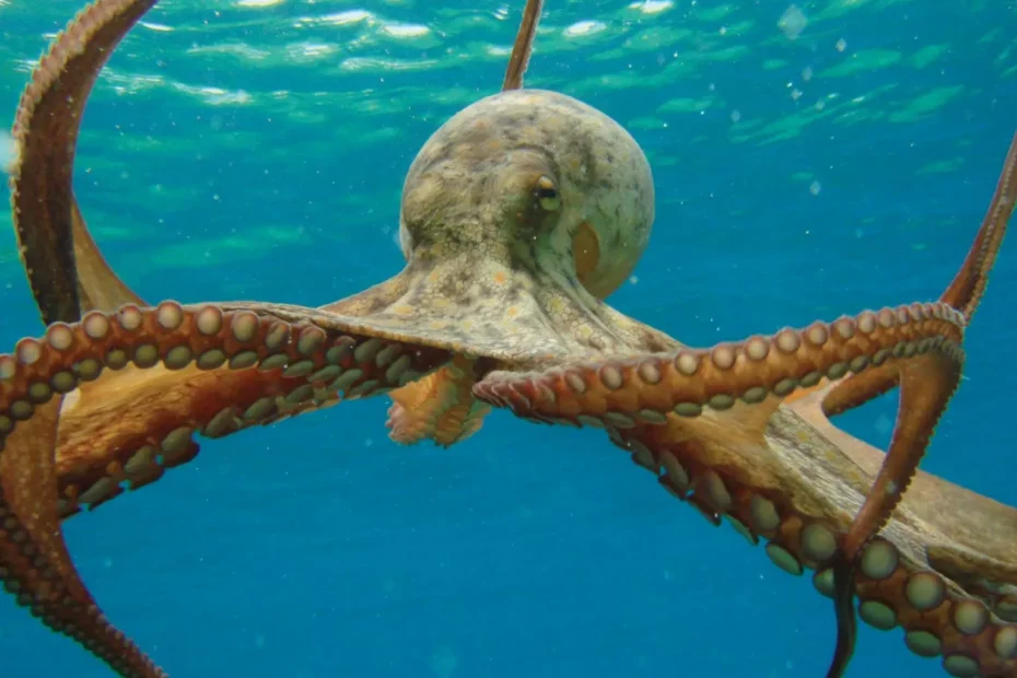 OCTOPUSES EXPERTS MODIFYING RNA
