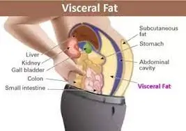 Beware Of The Visceral Fat