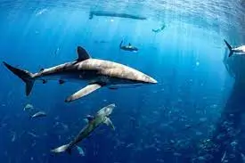 Treaty to protect the high seas